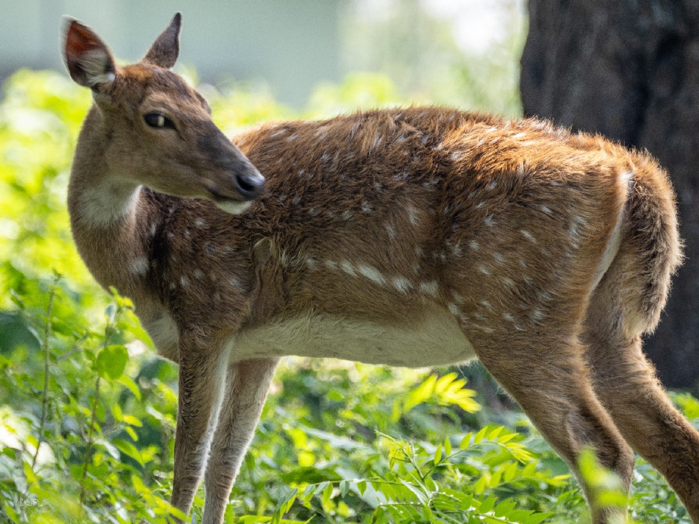 Pettyes szarvas (Chital)