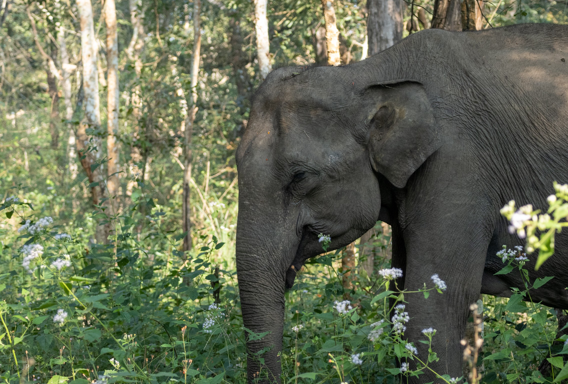 Bandipur National Park