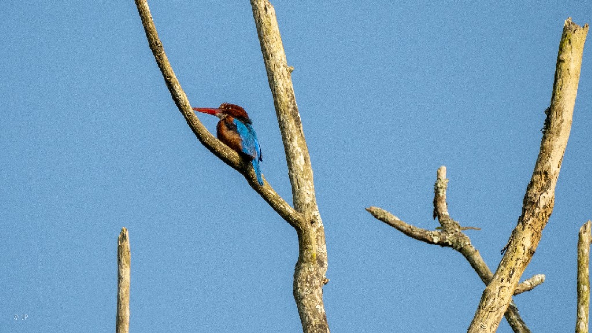 A jégmadár vagy Barna halkapó (White-throated Kingfisher)