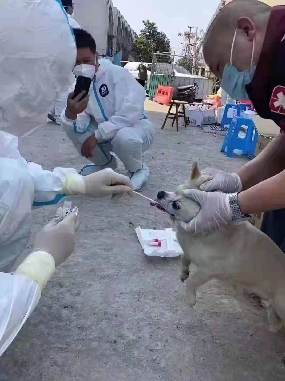 Kutyák tesztelése, ezután következnek a macskák, majd a patkányok