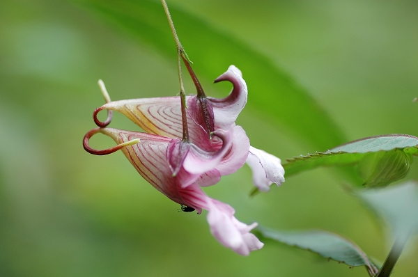 lobster flower.jpg