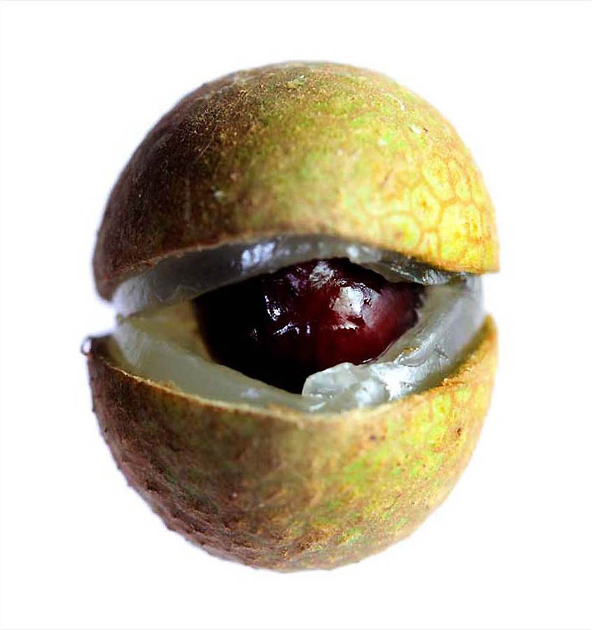 longan gyu.jpg