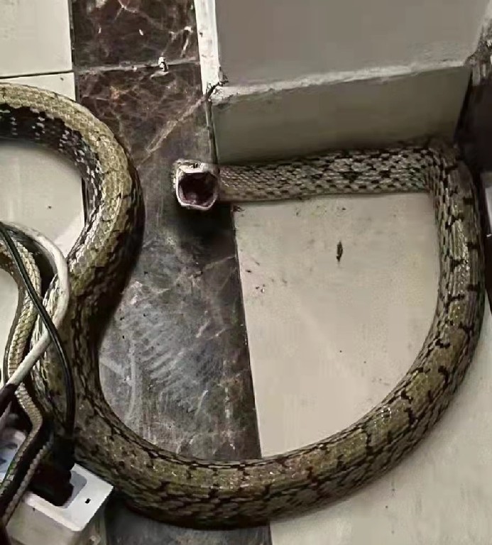 A kép sztorija: egyik megrendelt csomagból mászott el ő a kígyó, a lakók megölték és megették