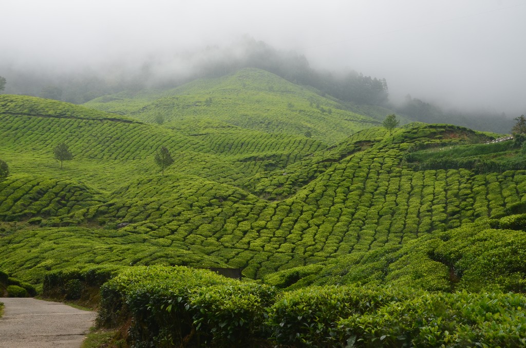 Kerala: Munnar