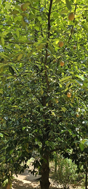 Kettő az egyben: a szerecsendió (Nutmeg)<br />A szerecsendiófa örökzöld, ültetés után 7 évvel hozza az első termését, és nagyjából 20 évesen éri a teljes hozamot. Közel egy évszázadig termő.<br />Kis mennyiségben jótékony befolyással bír a vérnyomásra, a szerecsendió-olaj pedig oldja a stresszt, javítja a szellemi képességeket, enyhíti a ízületi gyulladásokat, és izomfájdalmakat. Gyakori összetevője a köhögéscsillapító tinktúráknak is. Ismert afrodiziákum.<br />