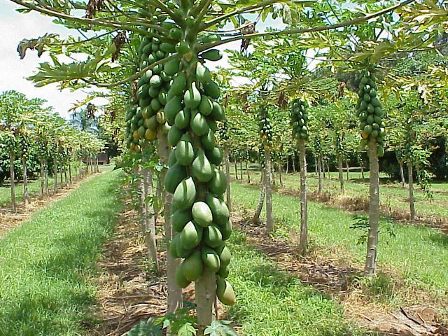 papaya natural.jpg