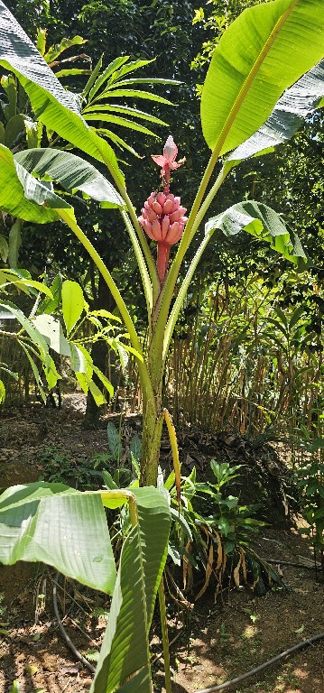 Musa velutina, rózsaszín banán, a vadon élő banánok egyik fajtája.<br />Gyümölcse édes és ehető, de tele van kemény fekete magvakkal. A folsav fontos tápanyag az egészséges vörösvérsejtek létrehozásához. A banán gazdag folsav- és vasforrás, amely serkenti a szervezet a hemoglobintermelését.<br />