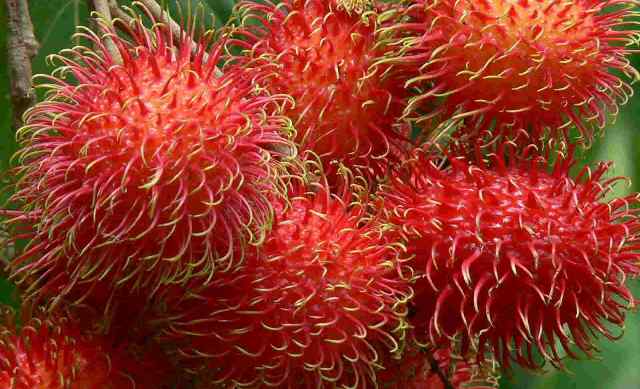 rambutan.jpg