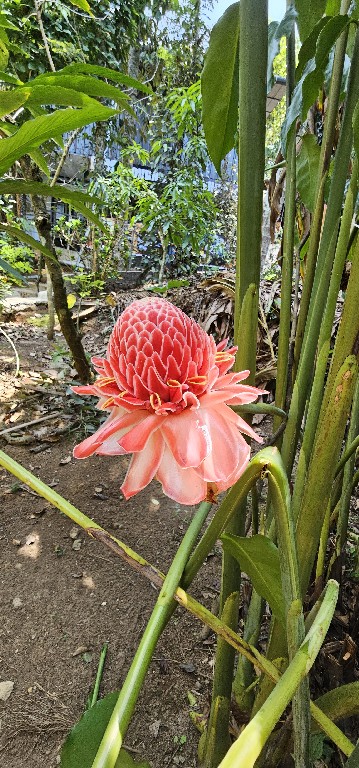 Vörös virágú fáklyagyömbér (Etlingera elatior, angolul Torch Ginger)<br />Megakadályozza a magas vérnyomás kialakulását.<br />Csökkenti a rossz koleszterin (LDL) és növeli a jó koleszterin (HDL) szintjét a vérben.<br />Malajzia, Indonézia és Dél-Thaiföld trópusi régióiban különböző módokon elkészítik és megeszik a virágot.