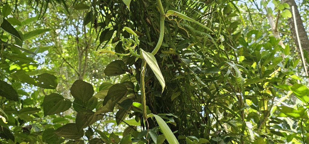 A vanília (Vanilla planifolia) eredeti hazája Mexikó. Az orchideafélék családjába tartozó, más növényekre felkúszó növény. A 16. században jutott el Közép-Amerikából Európába. Kezdetben a tehetős nemesi réteg kiváltsága volt, akik afrodiziákumként használták a fűszert. 