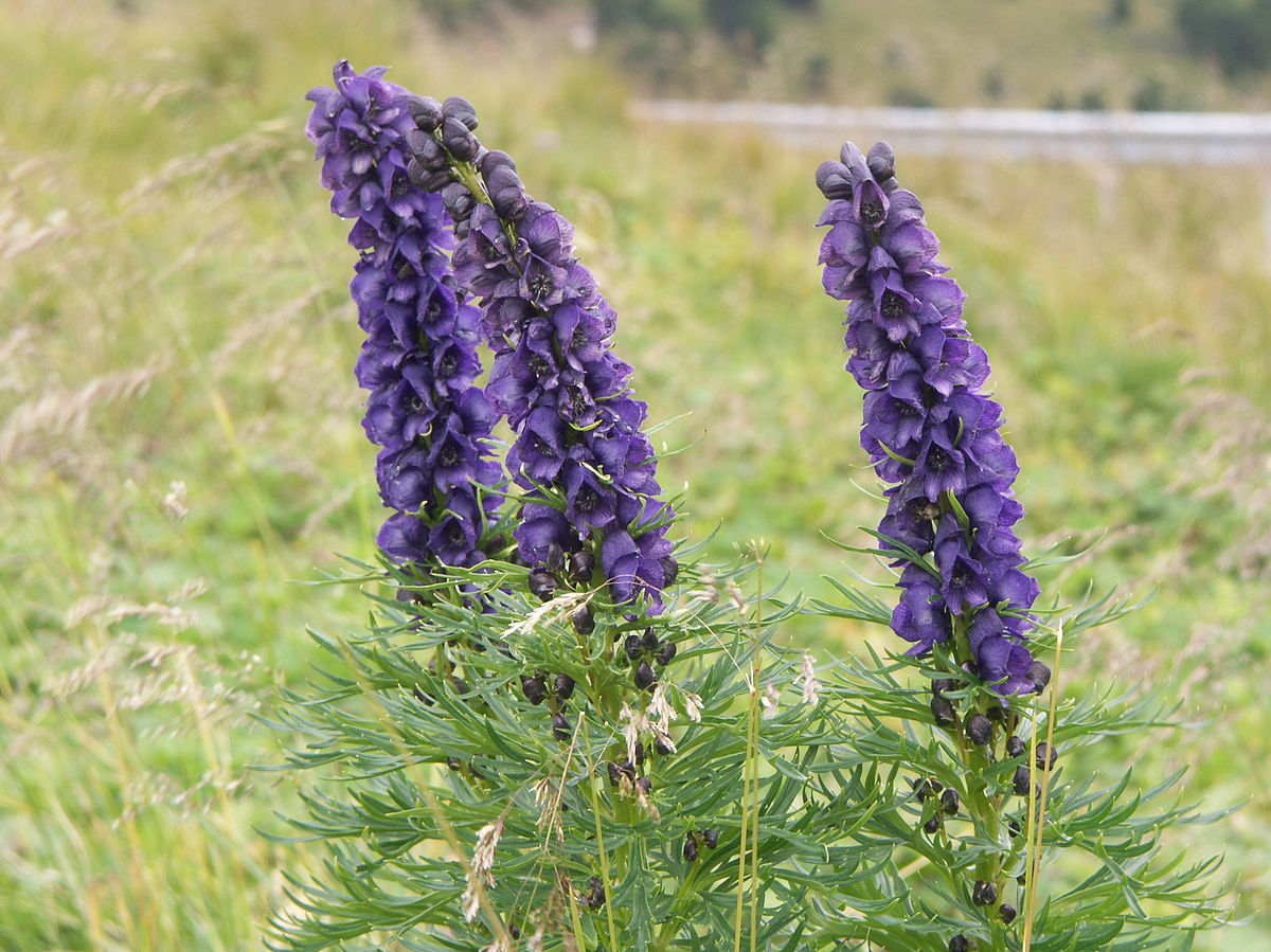 1200px-aconitum-napellus_4435.jpg