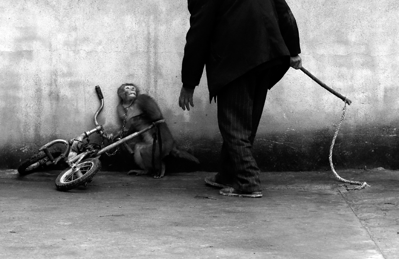 Természet<br />1. díj, egyedi<br />Yongzhi Chu, China<br />Kína<br />Egy rhesus makákó rettegve lapul a falhoz, miközben a cirkuszi idomár<br />közelít felé Szucsouban, Kína keleti részén. Az idomított állatok roppant<br />népszerűek a kínai cirkuszokban és állatkertekben. Az állatvédők<br />éveken át tartó követelésének eredményeként a kínai kormány betiltotta<br />az állatcirkuszokat és a durva bánásmódot az állami állatkertekben, sok<br />idomár azonban azt állítja, nem hallott a tiltásról, és esze ágában sincs<br />abbahagyni, amit eddig csinált. A kínai „cirkuszfőváros”, Szucsou<br />hatóságai most új, állatmentes cirkuszi szórakoztatás meghonosítását<br />tervezik.