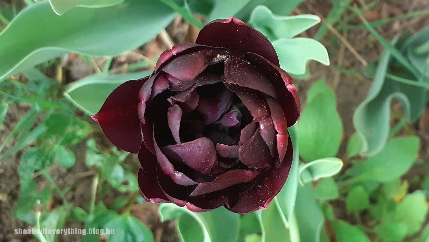 2-tulipa-black-hero.jpg