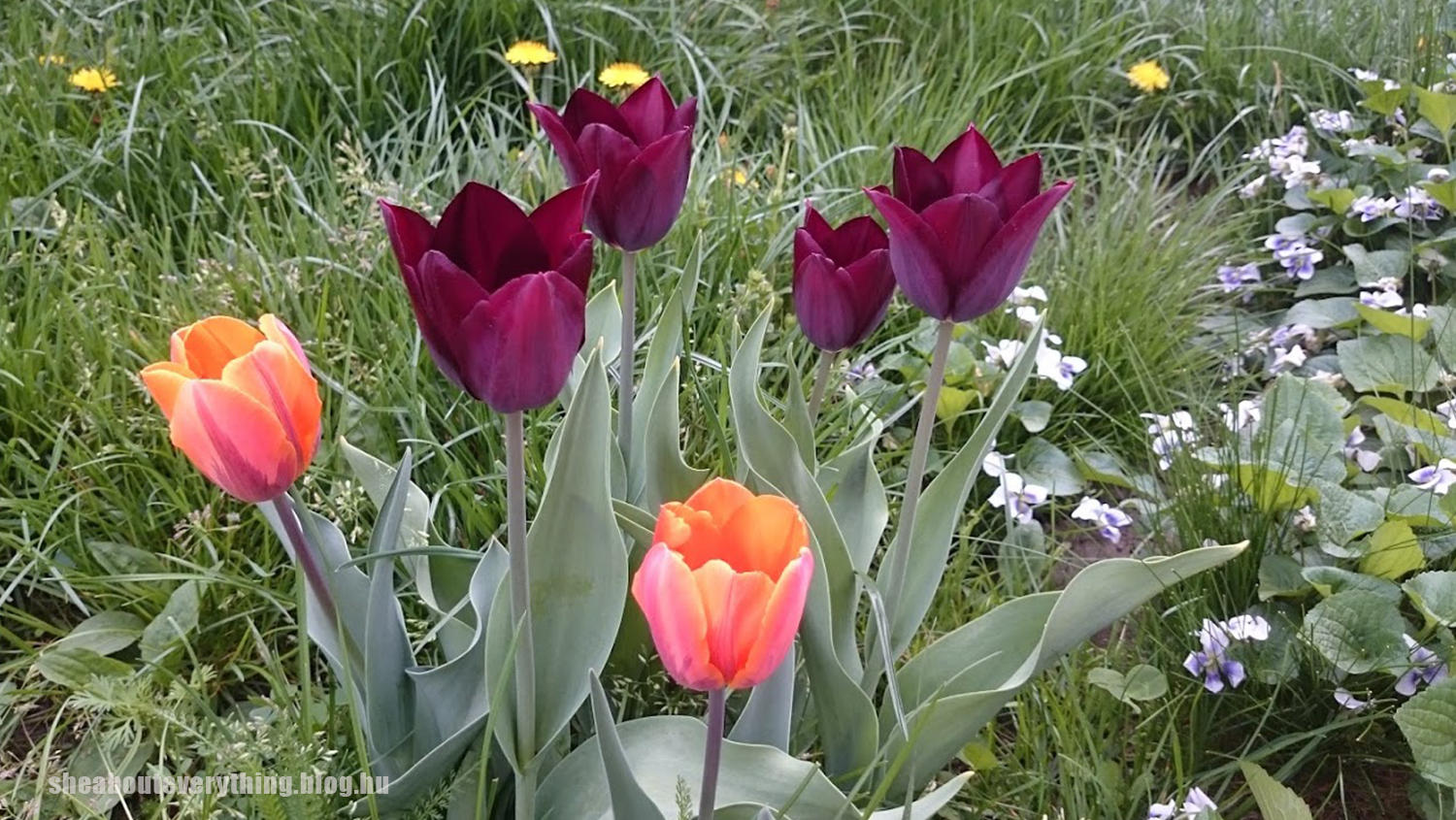 25-tulipan.jpg