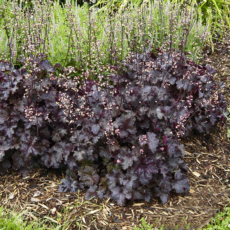 Черные гейхеры. Гейхера Блэк Перл. Гейхера Heuchera Black Pearl. Гейхера гибридная Блэк Бьюти.