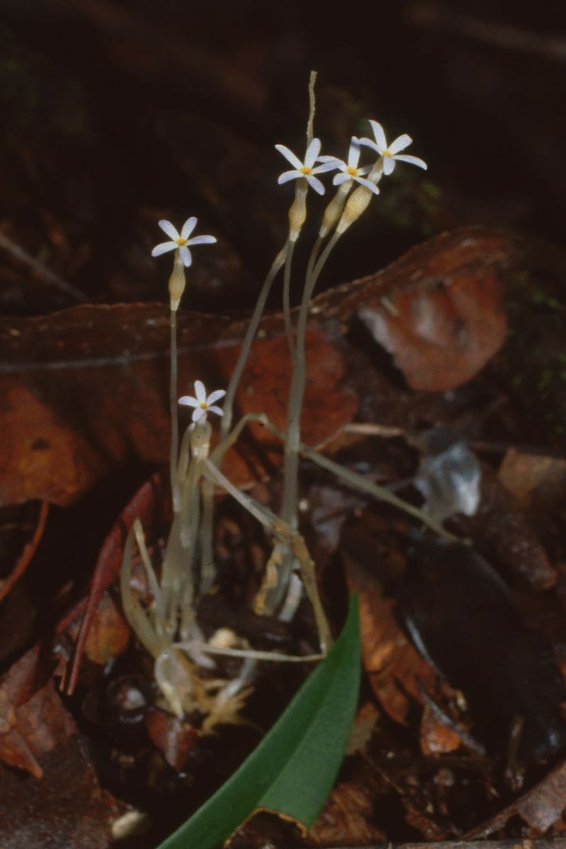 800px-voyria_tenella_1.jpg