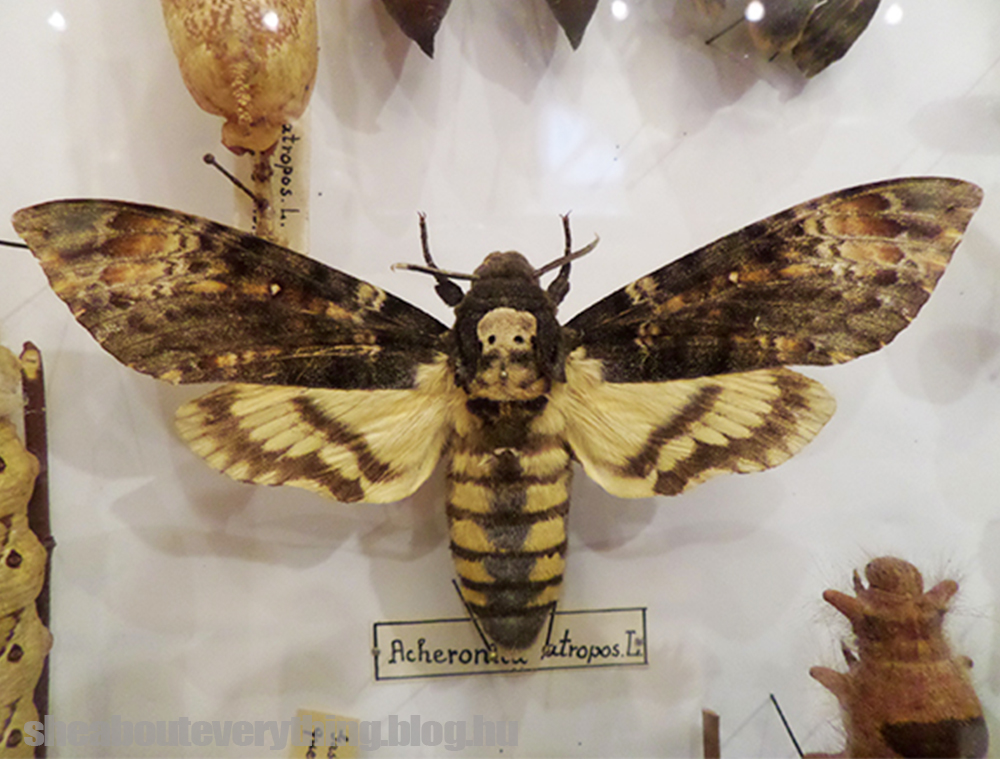 acherontiaatropos.jpg