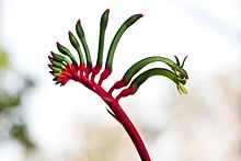 anigozanthos_manglesii_gnangarra-1007.jpg