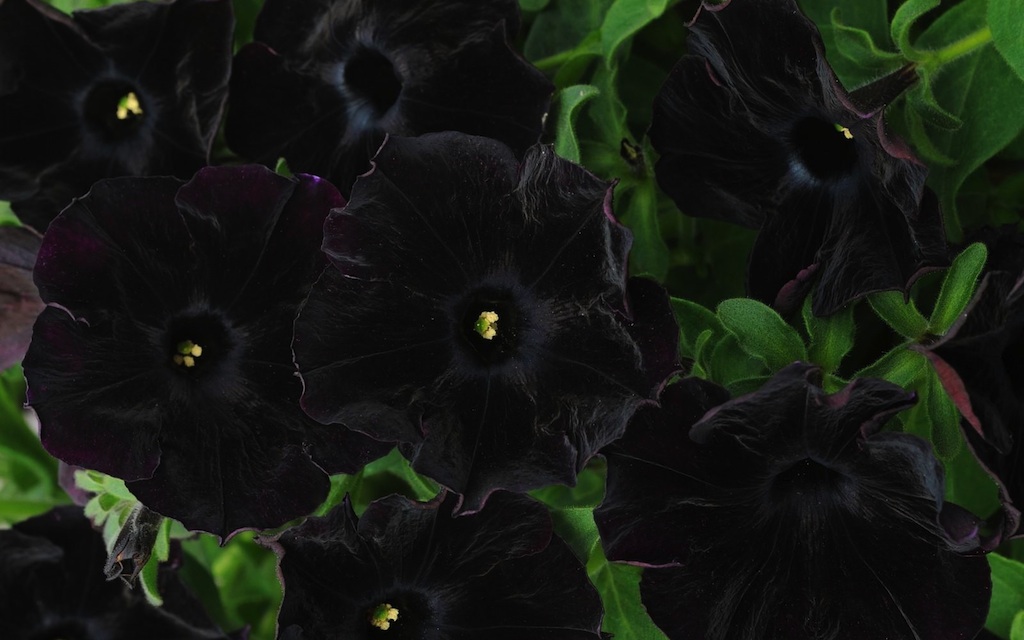 black-petunia.jpg