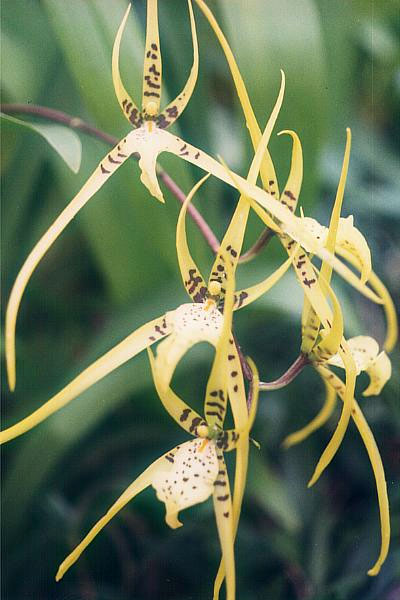 brassia-maculata.jpg