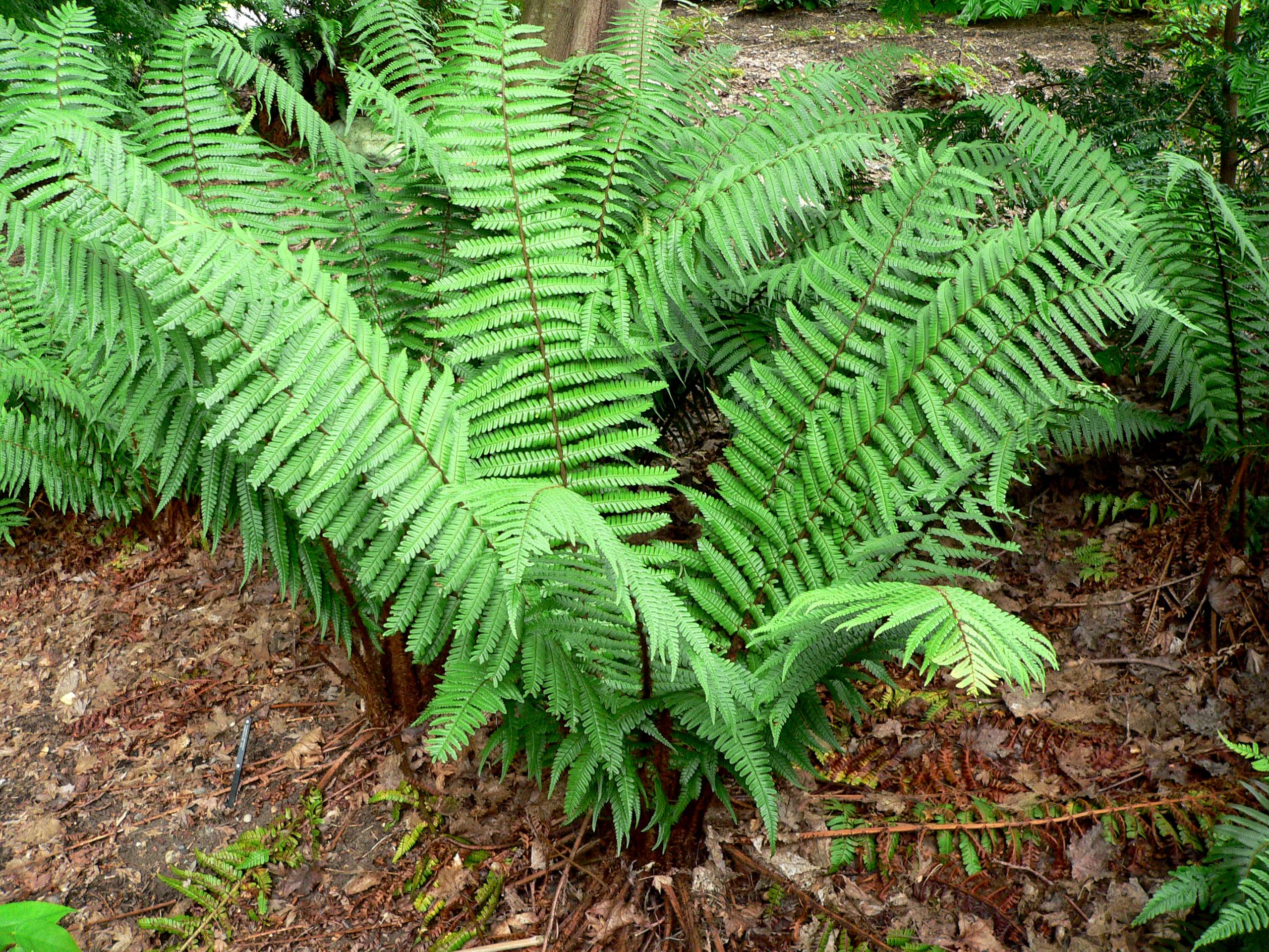 dryopteris_wallichiana_form.jpg