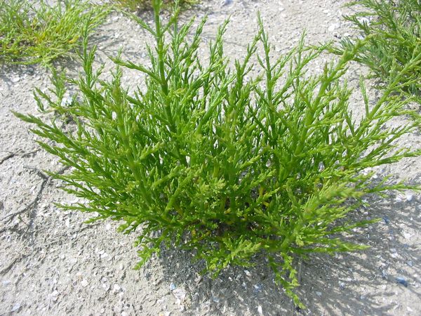 salicornia_europaea.JPG