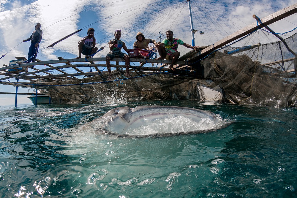 A hal, az hal <br />Kezünkben a Föld kategória 2. díja<br />Az indonéziai Irian Jayán található a Cenderawasih-öböl, az ország legnagyobb nemzeti parkja. A helyi halászok felismerték: ha nem fogják ki a cetcápákat, akkor ezzel búvárturizmust tudnak generálni egy olyan helyen, ami más turisták számára kevéssé vonzó. Ezzel ráadásul megélhetést nyújtanak sok környékbelinek is. A képen éppen egy közel 8 méter hosszú halat etetnek a helyiek.<br />Fotó: Selmeczi Dániel