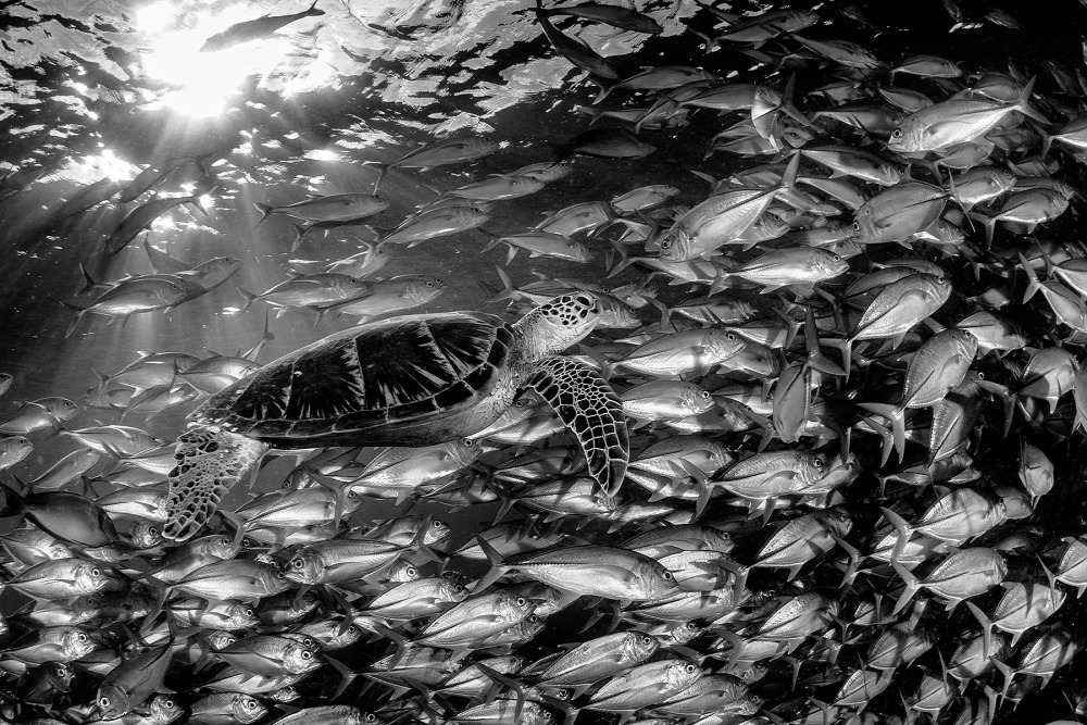Együtt <br />Már közel voltunk a napnyugtához a malajziai Sipadan-szigeténél, a tengeri élőlények mind az éjszakára készültek. Az utolsó táplálkozás, az éjszakai menedékhelyek keresése igen mozgalmassá teszi ilyenkor a zátonyt. Egy fiatal álcserepesteknőst (Caretta caretta) már pár perce figyeltem, ahogy a sekély vízben a felszínre úszik levegőért.<br />Fotó: Selmeczi Dániel