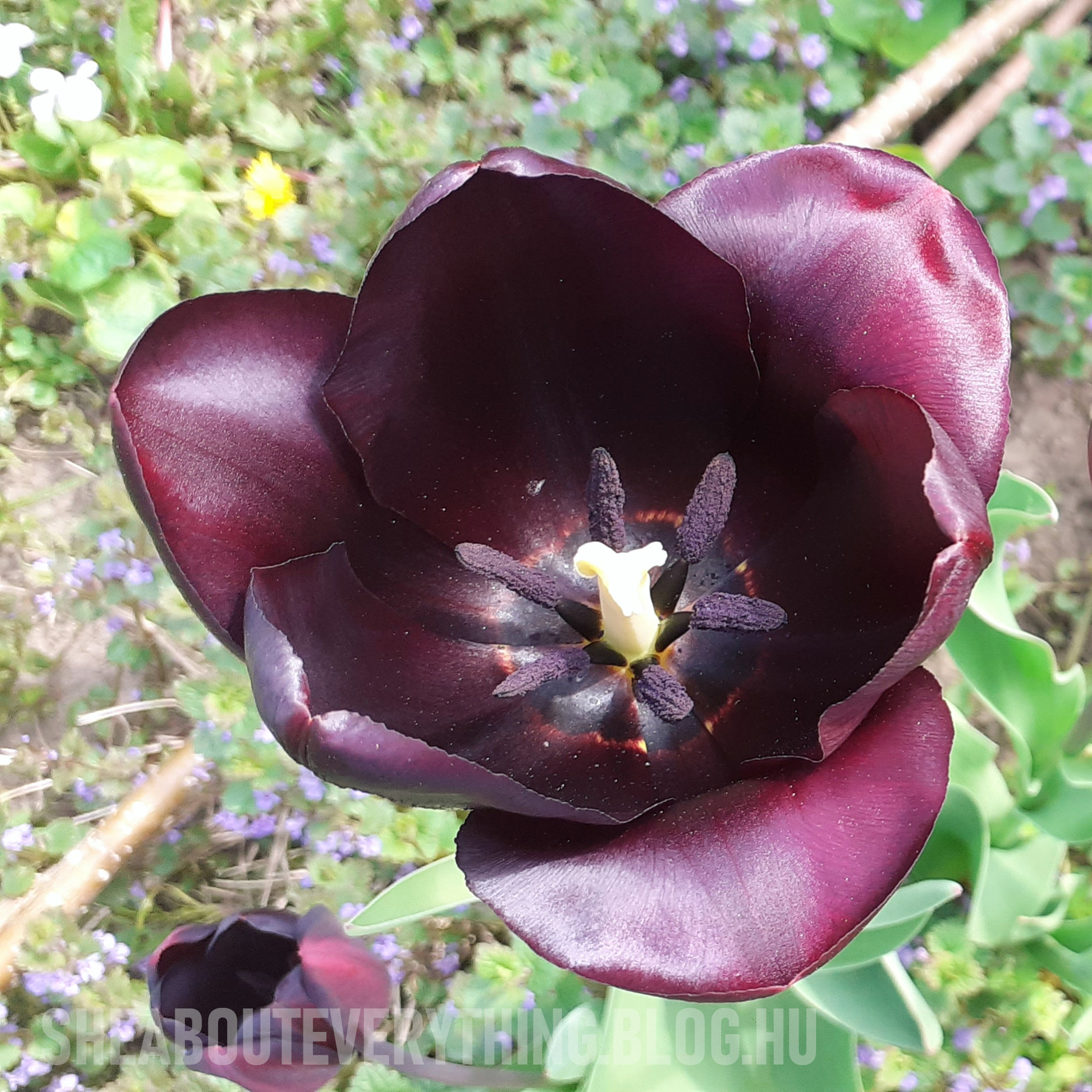 kertesz-blog-gardening-tulipan-1.jpg