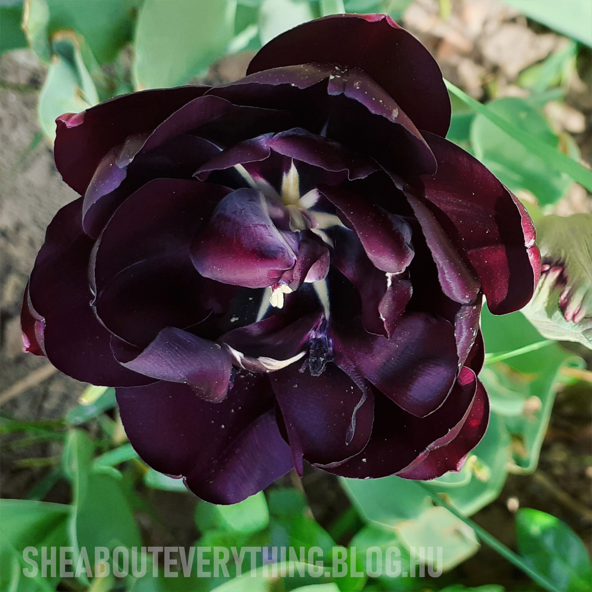 kertesz-blog-gardening-tulipan-2-fekete.jpg