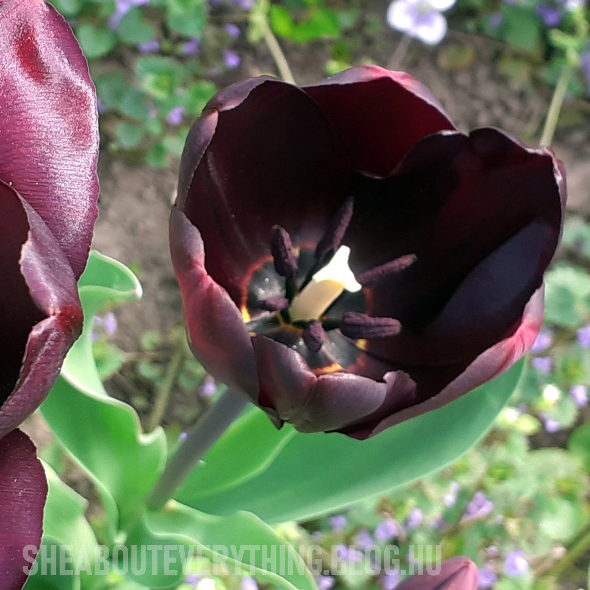 kertesz-blog-gardening-tulipan-3-fekete.jpg