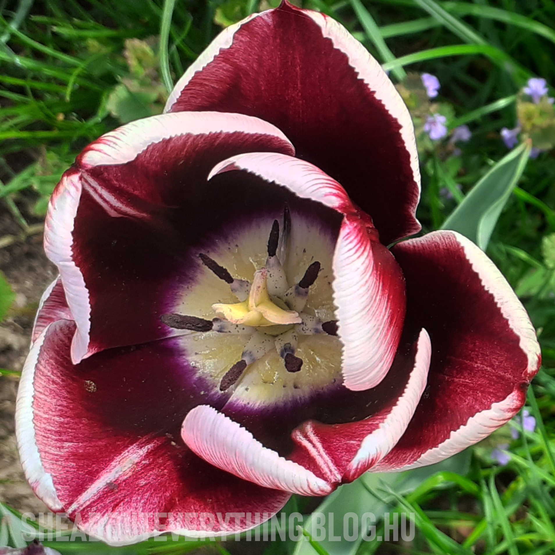 kertesz-blog-gardening-tulipan-4.jpg