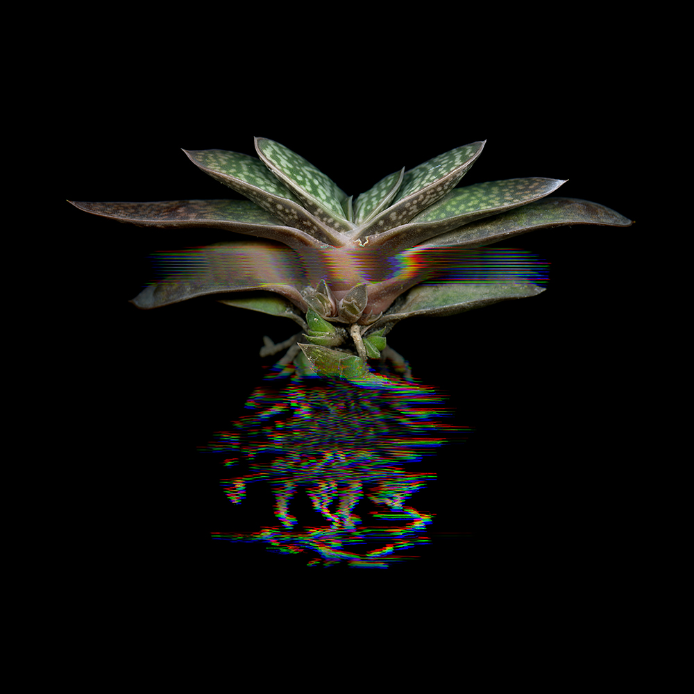 Digitized Plant No. 14