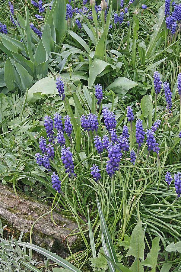 muscari_neglectum.jpg