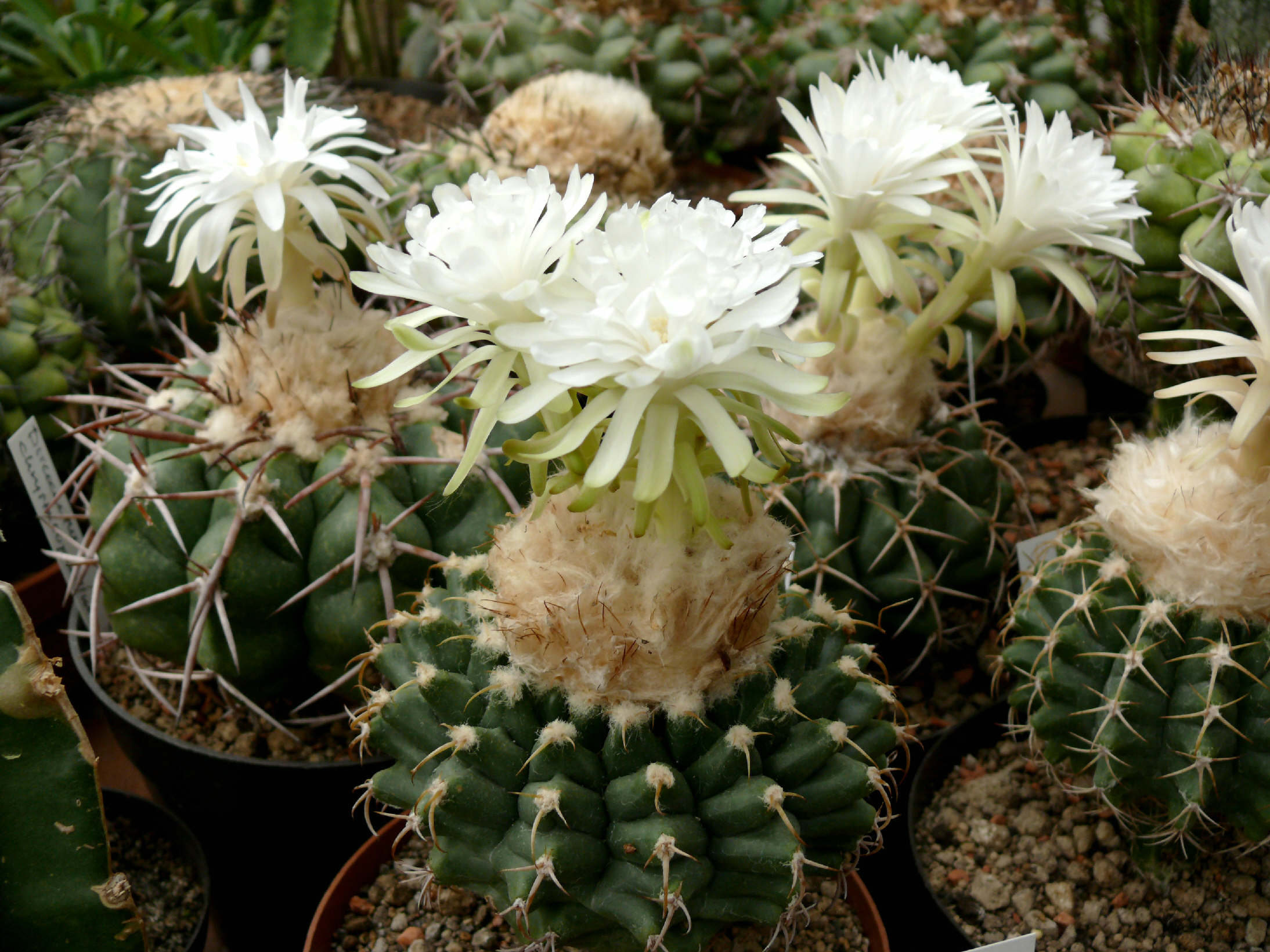 Országos Kaktuszkiállítás és Vásár az ELTE Füvészkertben!