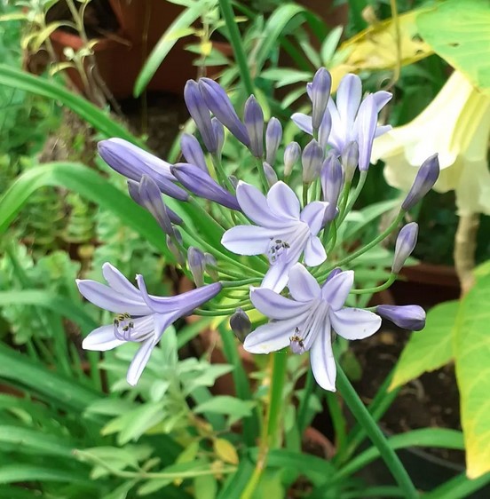 szerelemvirag_a_kertben_agapanthus_sheabouteverything.jpg