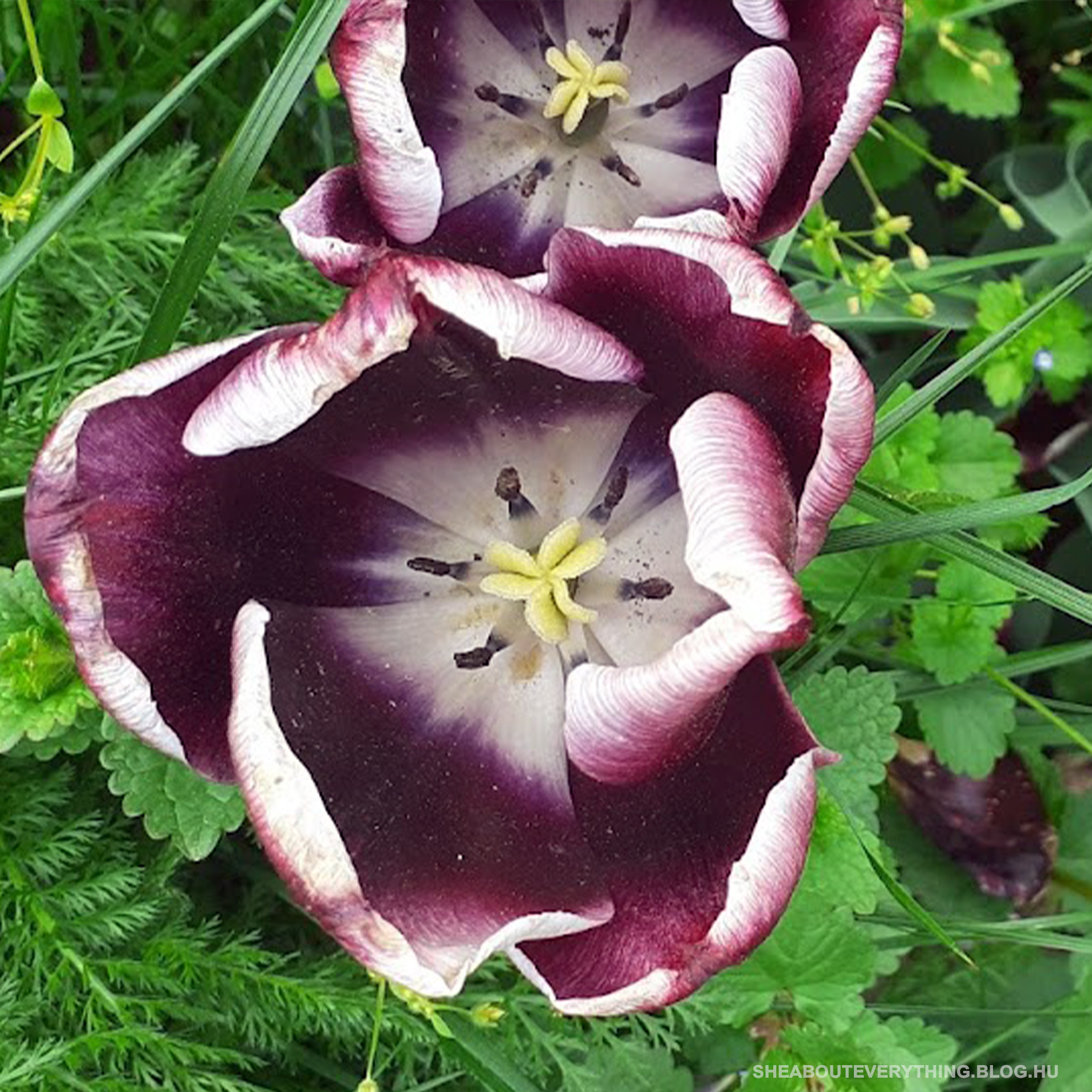 tulipan-kerteszeti-webshop-tavaszi-viraghagymak.jpg