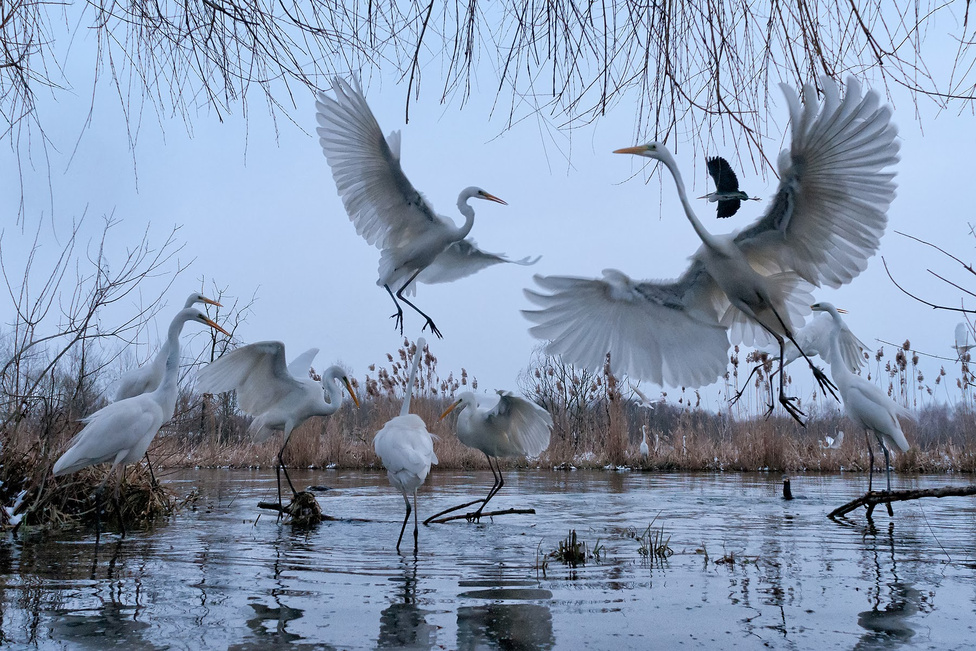 Nagy kócsagok<br />Nagy kócsagok a Zala-folyó egyik zsilipénél, 2013 januárjában<br />(Fotó: Kudich Zsolt / GDF SUEZ / Naturart)