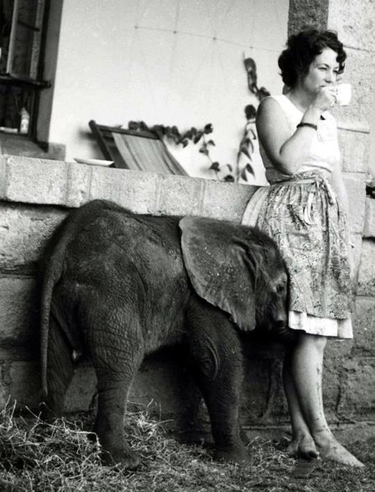 Daphne Sheldrick.jpg