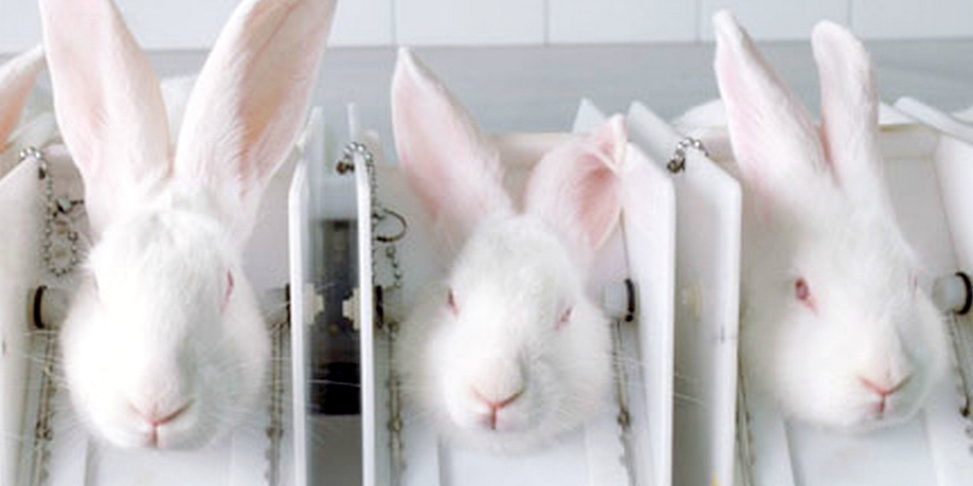 o-animal-testing-rabbit-facebook.jpg