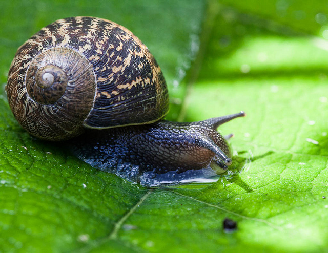 garden-snail-helix-aspersa.jpg