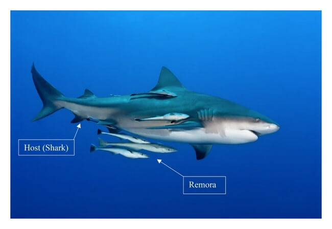 remora.jpg