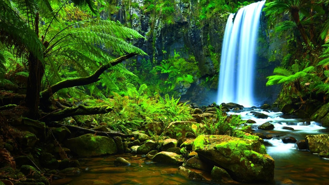 amazon-forest-wallpaper-1280x720.jpg