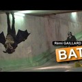 Bat