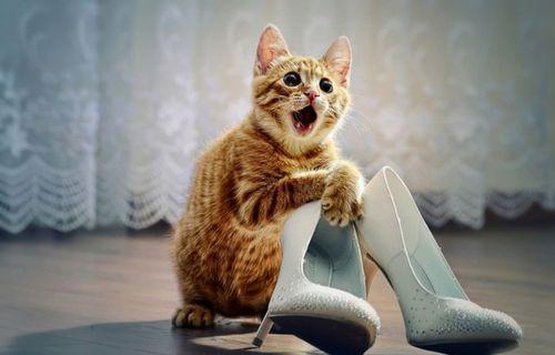 cats-love-shoes-15.jpg