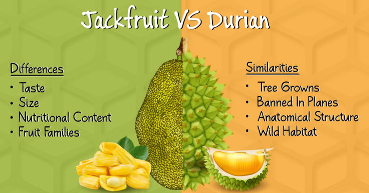 jackfruit-vs-durian-758x397.jpg
