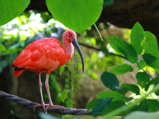 Scarlet ibis