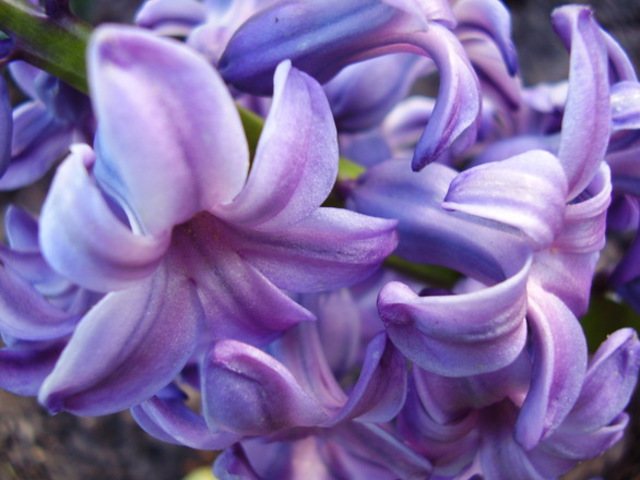 Hyacinth - még egy esély