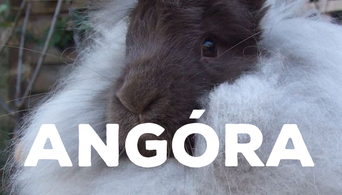 angora.png