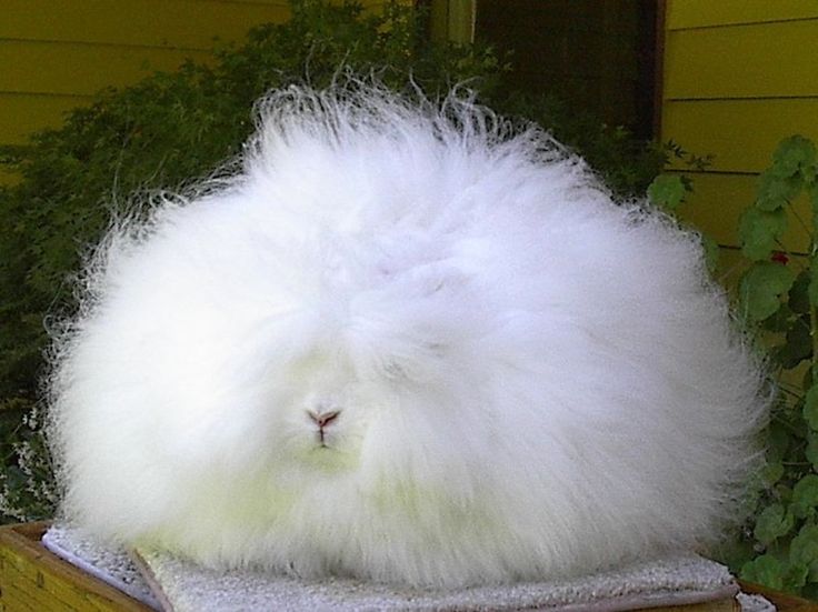 angora_rabbit.jpg